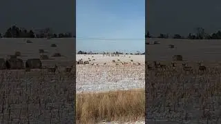 Mule deer among the hay bales!🦌🎶 #animals #muledeer #wildlife #nature