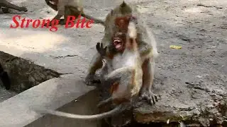 Oh No Deeply Hurt Poor Baby Monkey Was Biting By Other Mom Seriously