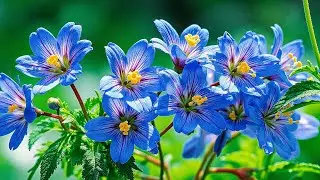 Музыка для сердца и тишины 🌿 Самая красивая мелодия Сергея Грищука | 2026 #relax