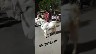120 kg Jamunapari hansa male