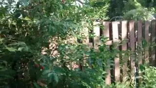 Кустовые вишни &mdash; отличный урожай на небольших площадях