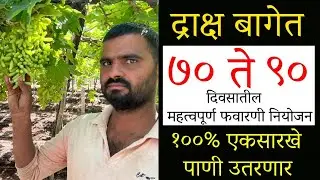 द्राक्ष बागेत ७० ते ९० दिवसातील महत्वपूर्ण फवारणी नियोजन नक्कीच एकसारखे पाणी उतरणार Doctor Agriwala🍇