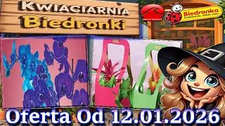 Kwiaty w Biedronce od 12.01.2026 | Nowa Oferta Kwiatowa