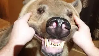WILD Animal Moments CAUGHT on Camera Right Before Our Eyes!#3