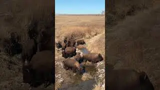 An incredible Bison 🦬experience #bison #animals #coloradowildlife #birds #wildlifeencounters #fyp