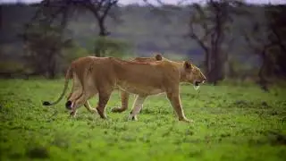 Nature Pair of Lions Stock Footage (FOR FREE)