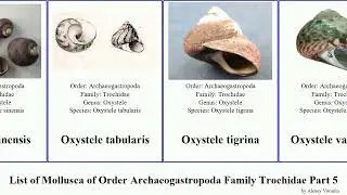 List of Mollusca of Order Archaeogastropoda Family Trochidae Part 5 monodonta monilea oxystele