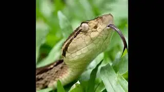 10 Most Dangerous Snakes in the World  | Do You Really Know? #doyoureallyknow #dangeroussnakes