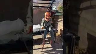 Which one is better pumpkin nester or Toothy