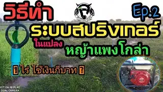 #ระบบสปริงเกอร์ #วีธีทำสปริงเกอร์ #หญ้าแพงโกล่า วิธีทำสปริงเกอร์ในแปลงหญ้าแพงโกล่า