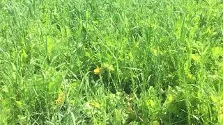 MN Soil Health Coalition Top 5 Cover Crop Mixes: Nutrient Builder