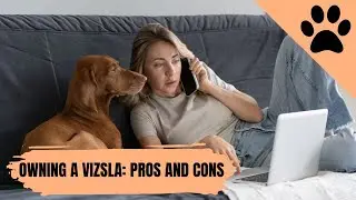 Poseer un Vizsla: Pros y Contras