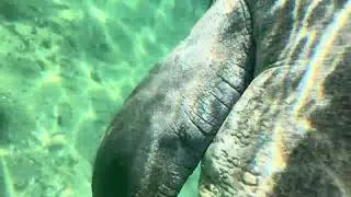 5. SUP paddle boarding with Manatees at crystal river #manatees #paddleboarding #crystalriver 