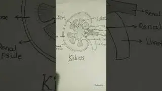 kidney structure         #neetstudyplan