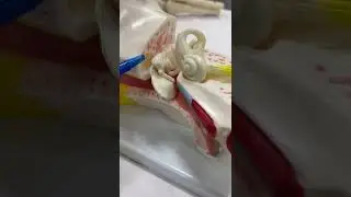 OSPE EAR model (Ear ossicles part 1)