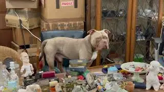A  BULL IN A CHINA SHOP RETITLED  THROW ME A BONE THE BOSS HANDSOME DUDE
