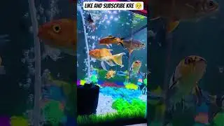 #fishlovers #koi #fishing #fish #aquarium #facts #megaquarium #fishaquarium  #aquascapegallery