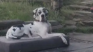 Great dane howling