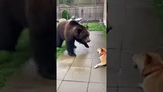 Unexpected Hero: Cat Saves Dog From Bear in Backyard Standoff! 🐻