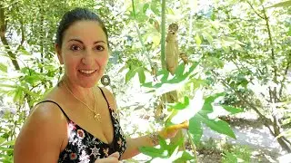 Exploring the Botanical Park of Crete with Dr. Artemis Morris!