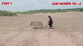 Farming in Tharparkar Green Dreams in the Desert🌱 near India Bader Pakistan