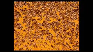 Active apolar doping determines routes to colloidal clusters and gels