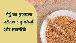 ऐसे होता हैं गेहूँ का गुणवत्ता परीक्षण | Wheat Quality Testing | 🌾🌾