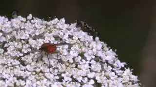 ARICIE P&acirc;le / Phaonia pallida / Dipt&egrave;re ! BRUITX