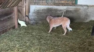 Finn - working indian runners inside sheep barn 