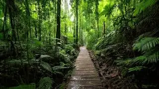 Jungle Rain on Stone Path | Pure Rain Sounds for Deep Sleep and Relaxation