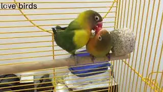 Breeding AMAZING Love Bird Parrots Successfully? #lovebirds #breding