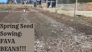 Planting Fava Beans...An Amazing Legume For the Spring!