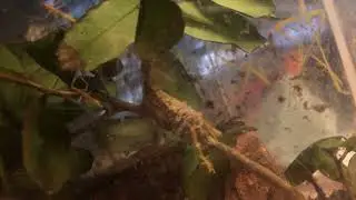Praying Mantis babies emerging from egg case