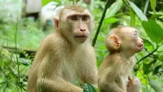Hot New Abandoned Baby Monkey Amanda Injury On Teeth Black eye So Very hurt and The Last Time