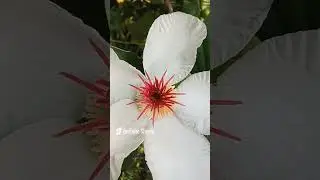 RARE KINDS OF FLOWERS | TRENDING PLANTS 2025 | MOST BEAUTIFUL GARDEN PLANTS #flowers #garden #plants