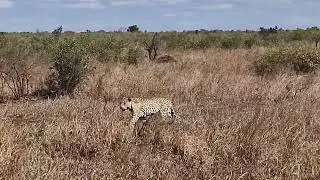 Journey to the Kruger NP in South Africa