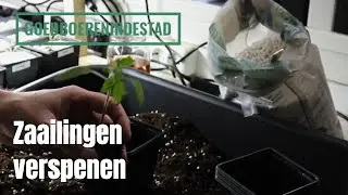Zaailingen (tomaten) verspenen
