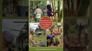 The Bamboo industry for South-Africa #mining#Reabilitation#carbonfarming#carbonsequestration#bamboo