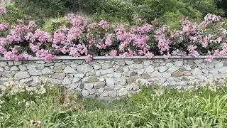 Garden Flowers Bloom Near a Stone Wall in Springtime