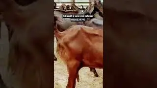 #cow #farming #dairyfarm #goat #agriculture #feed #goatfarming #goats #earn #rooftop