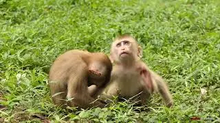 poor abandoned together need to live in wild with sovanna team !