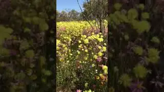 Mingenew wildflowers Western Australia 25th August 2018