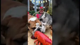 #смешно #животные #щенок #домашниеживотные #шорты