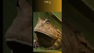 Top 10 Animals with the Best Camouflage Abilities