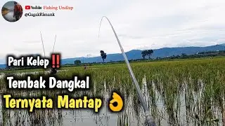 Spot Pari Kelep Ikan Mulai Makan/Mancing Rawa Pening Terbaru.#FU-360