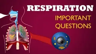 Respiration #Important questions |Life processes |Ncert class 10 |Biology |Science cbse syllabus