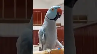Ring Neck Falando kkkk ...