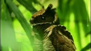 Great Eared-nightjar (Lyncornis macrotis)