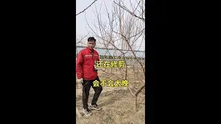 继续修剪#支持三农扶持三农发展 #抖音助农 #桃树修剪 #金牌苗木人