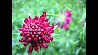 КОРОСТАВНИК  (KNAUTIA)  cем. Ворсянковые (Dipsacaceae)